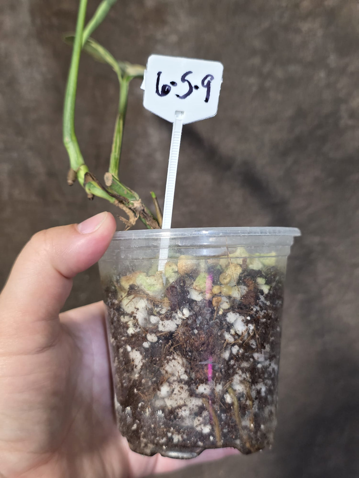 Variegated Monstera Peru in a Nursery Pot - Live Rare Houseplants - (6-5-9)