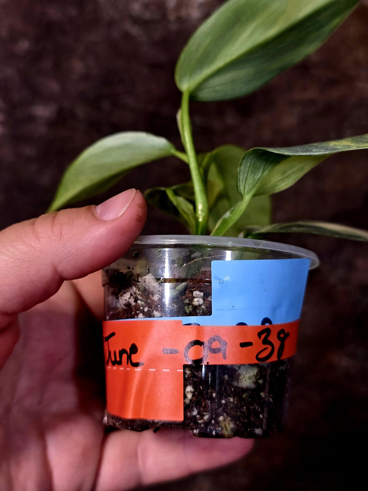 Philodendron Silver Sword Variegated - Rare Collectors Plant - (June-09-38)