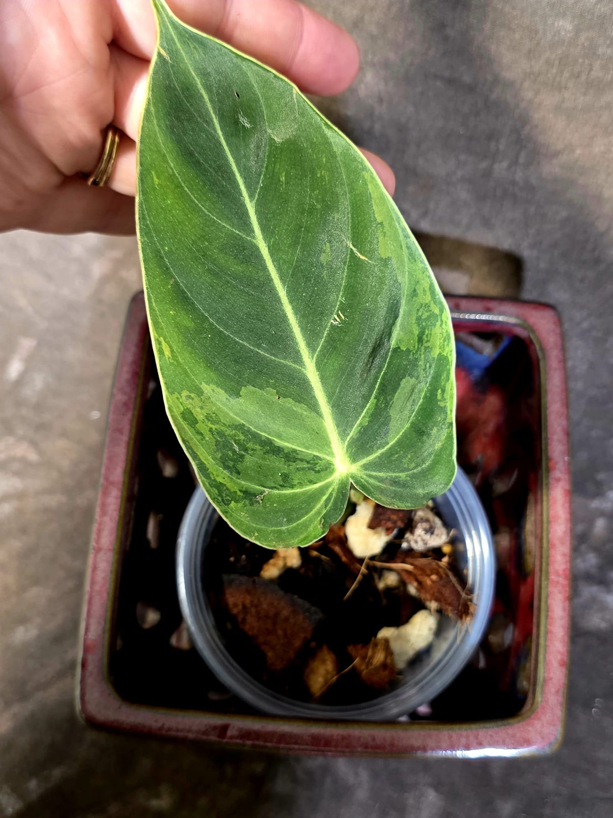 Philodendron Melanochrysum Variegated - Rare Tropical Live House Plant - (June-16-38)