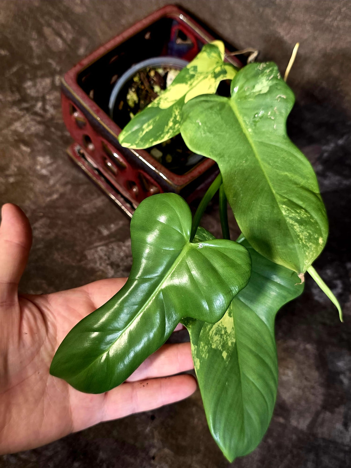 Varigated Philodendron Bipennifolium - Exact Collector Plant - (June-16-52)