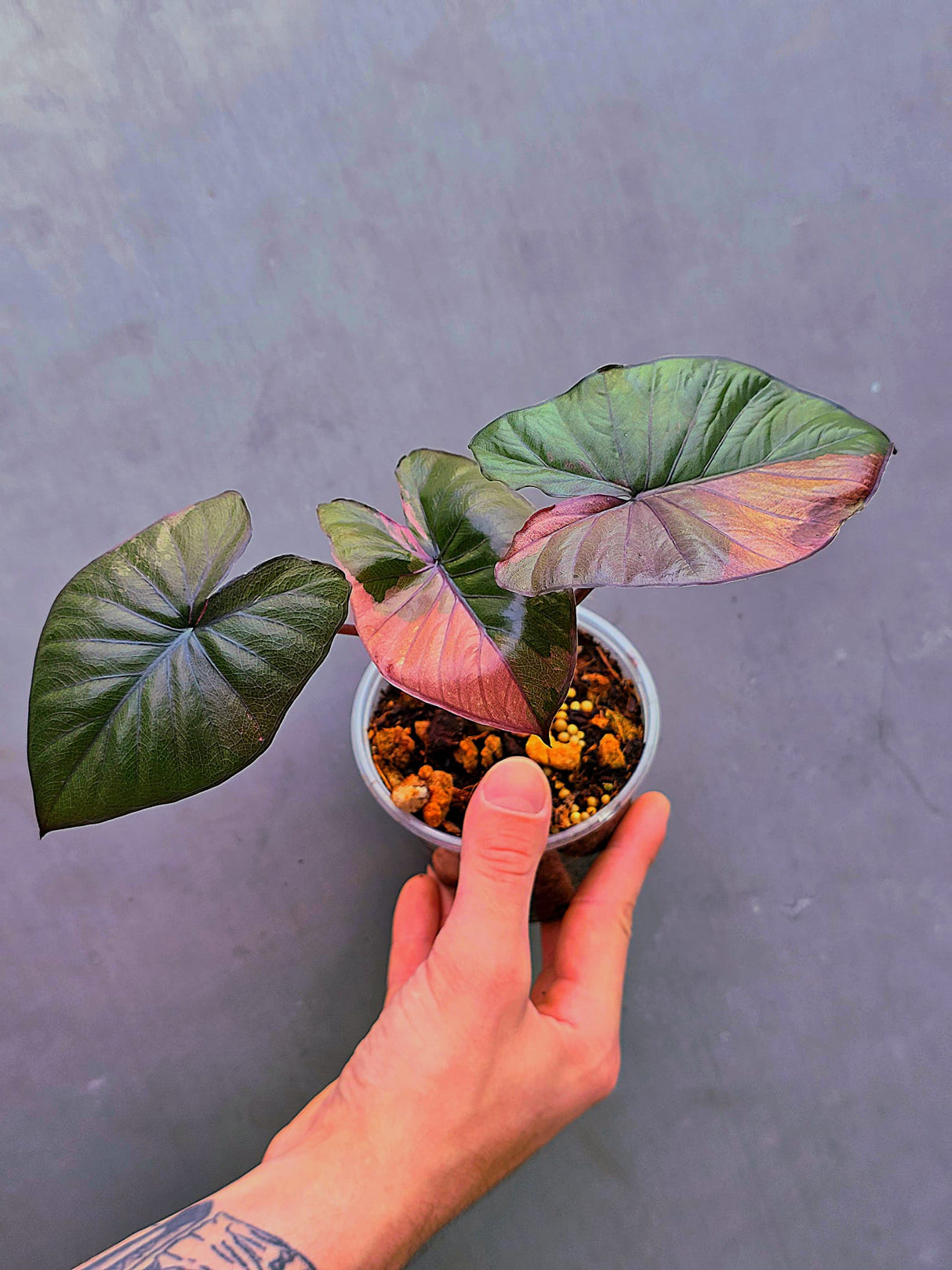 Alocasia Serendipity Pink Variegated - Super Rare Pink Variegated Alocasia (June-17-06)