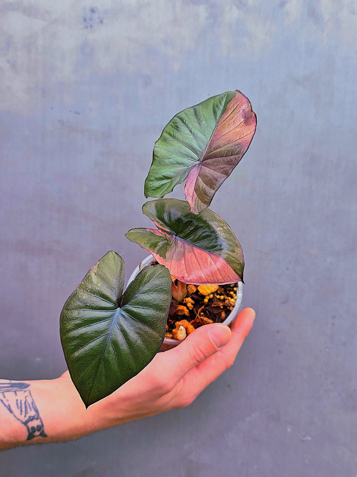 Alocasia Serendipity Pink Variegated - Super Rare Pink Variegated Alocasia (June-17-06)