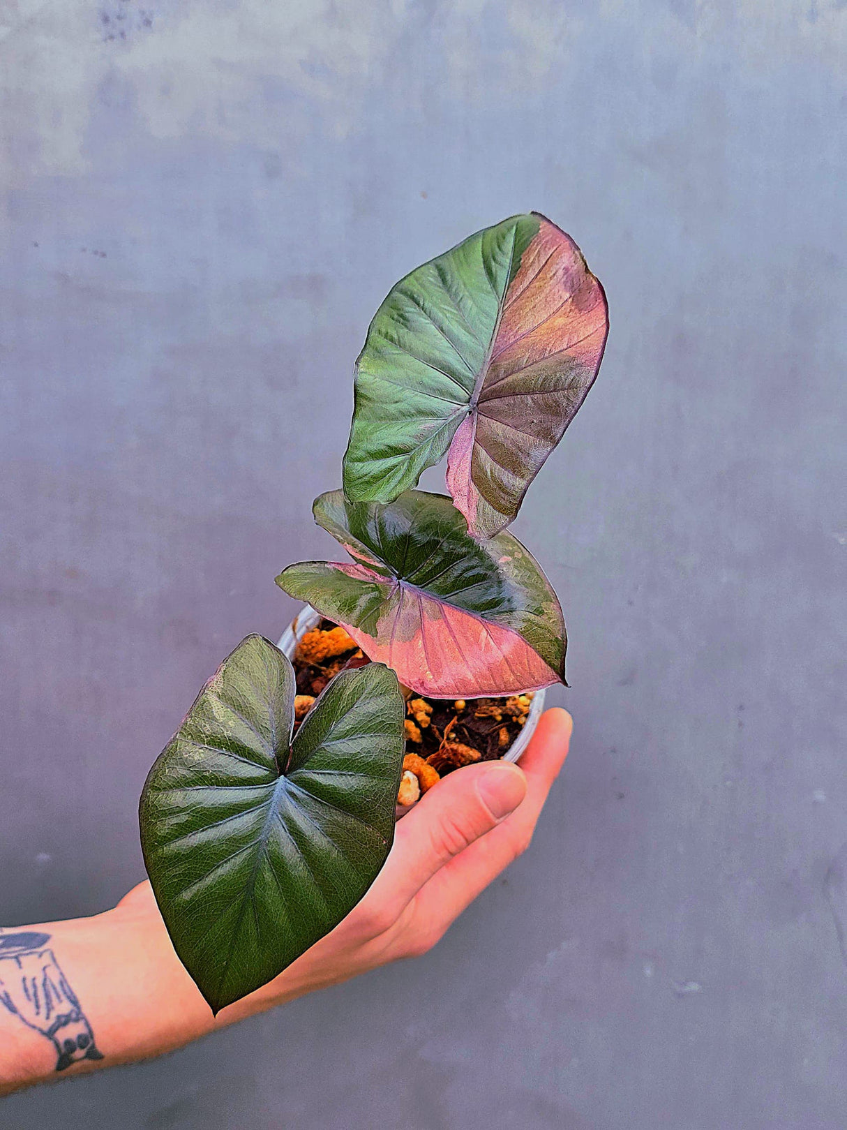 Alocasia Serendipity Pink Variegated - Super Rare Pink Variegated Alocasia (June-17-06)