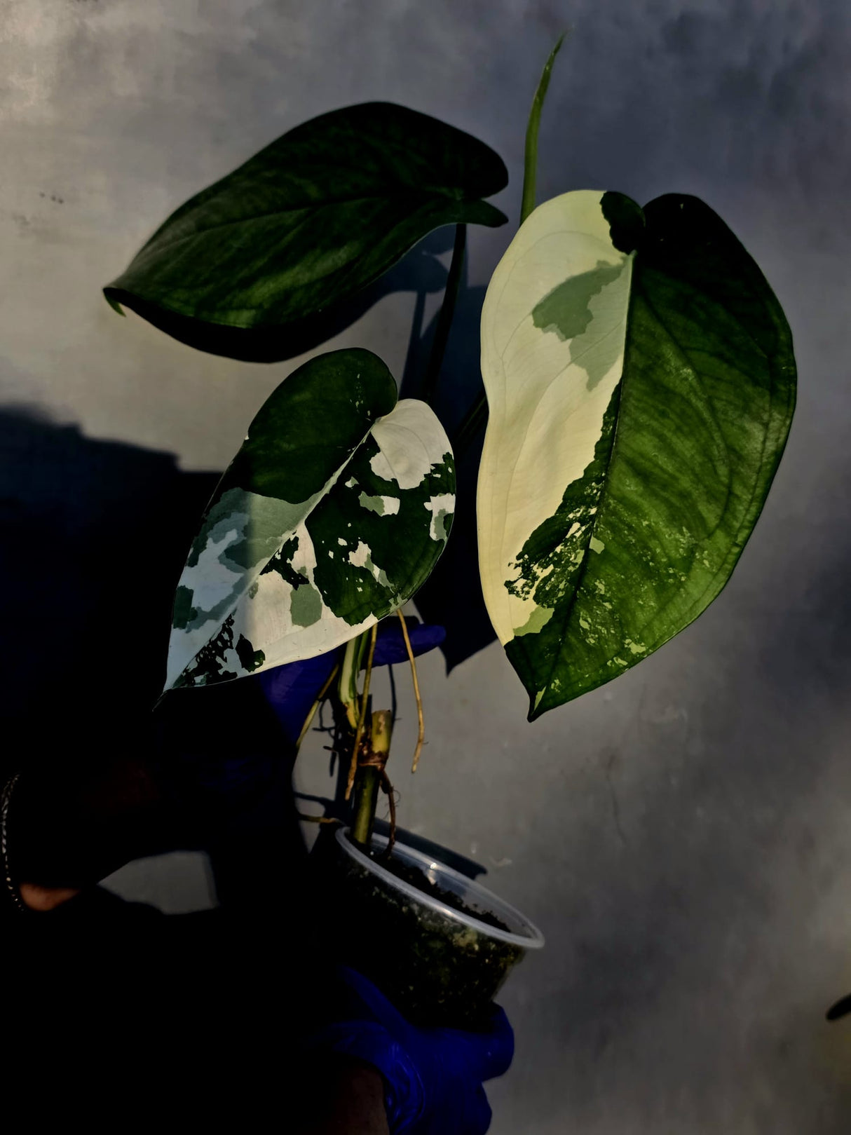 Syngonium Chiapense Albo Variegated - Exact Plant - (June-22-106)