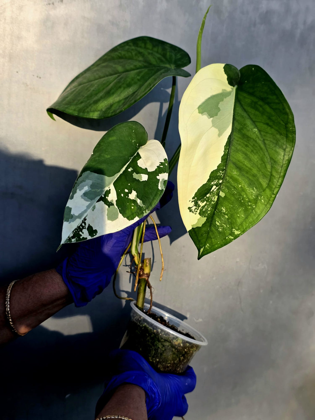 Syngonium Chiapense Albo Variegated - Exact Plant - (June-22-106)
