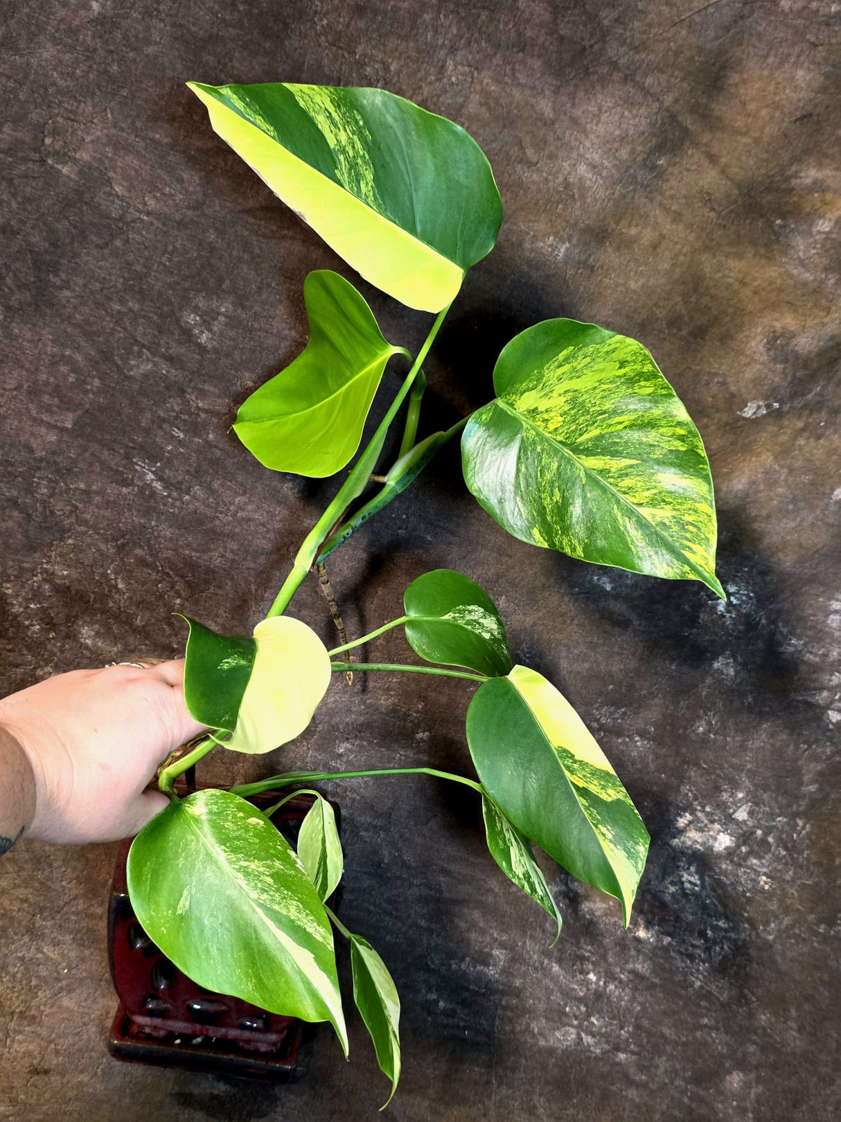 Monstera Aurea Variegated Borsigiana - Exact Plant - (July-14-24)