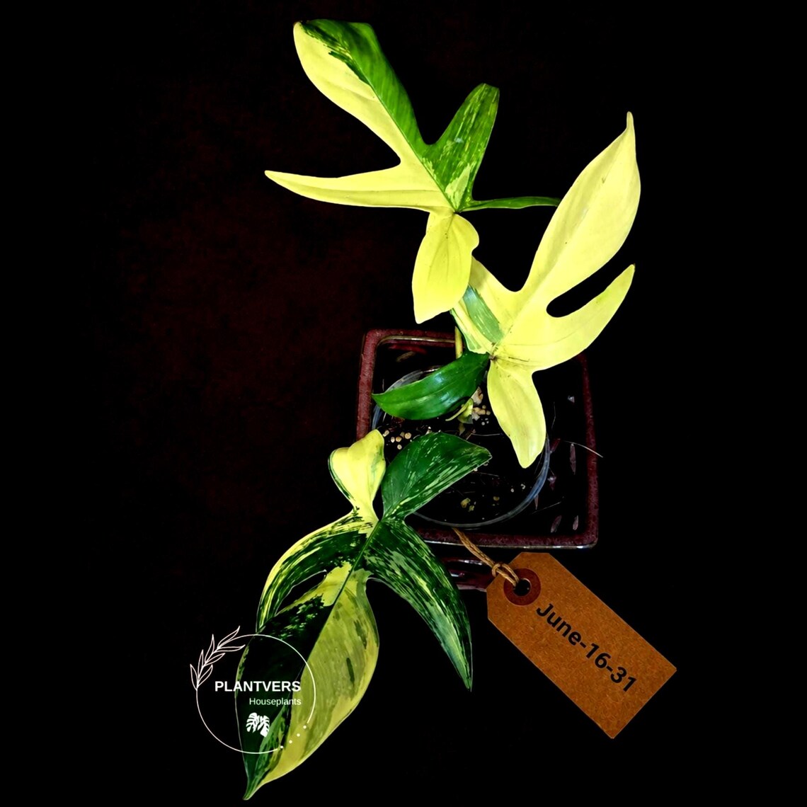 Variegated Philodendron Florida Beauty Live Plant - Rare Philodendron EXACT Plant