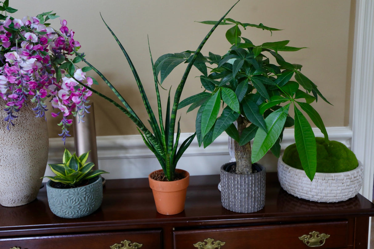 Rare Fernwood Mikado Snake Plant in 4” pot - Indoor Easy Care Low Maintenance Houseplant