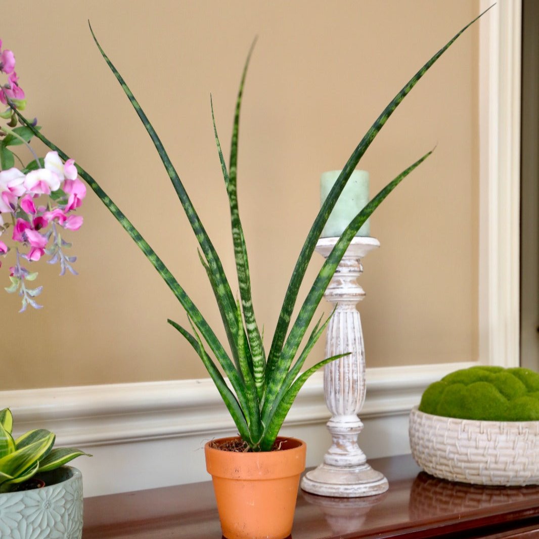 Rare Fernwood Mikado Snake Plant in 4” pot - Indoor Easy Care Low Maintenance Houseplant