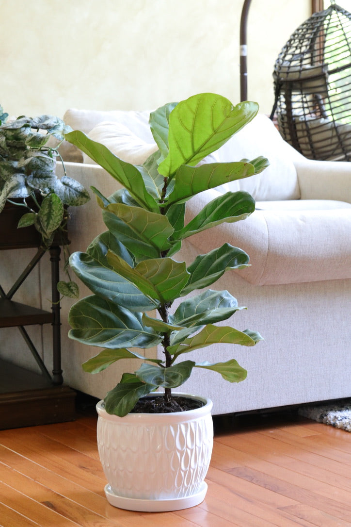 Fiddle Fig Tree Live Houseplant | 2 Feet Indoor Tree in 8” Nursery Pot