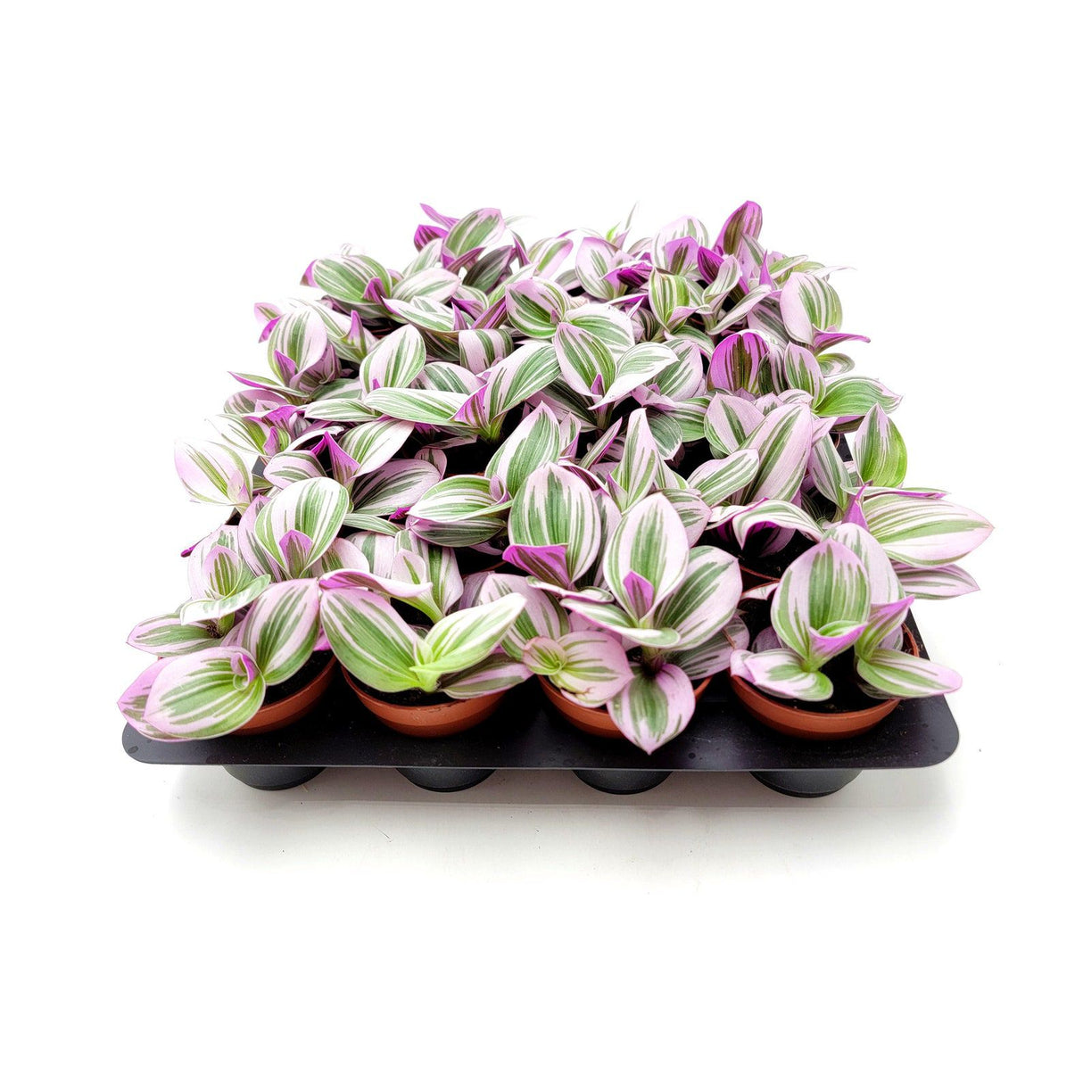 2" Rare Tradescantia Nanouk Lilac Plant - Bulk 10 Pots - Easy Care Indoor Plants (Case of 10 Pots)