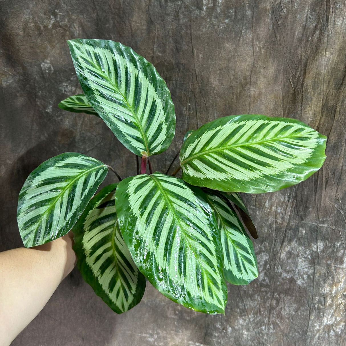 Live Calathea Roseopicta Cora in a 4" Grow Pot - Peacock Calathea - Air Purifying Indoor Houseplant - Low-Light & Easy Care Office Plant - Low Maintenance Indoor Plant