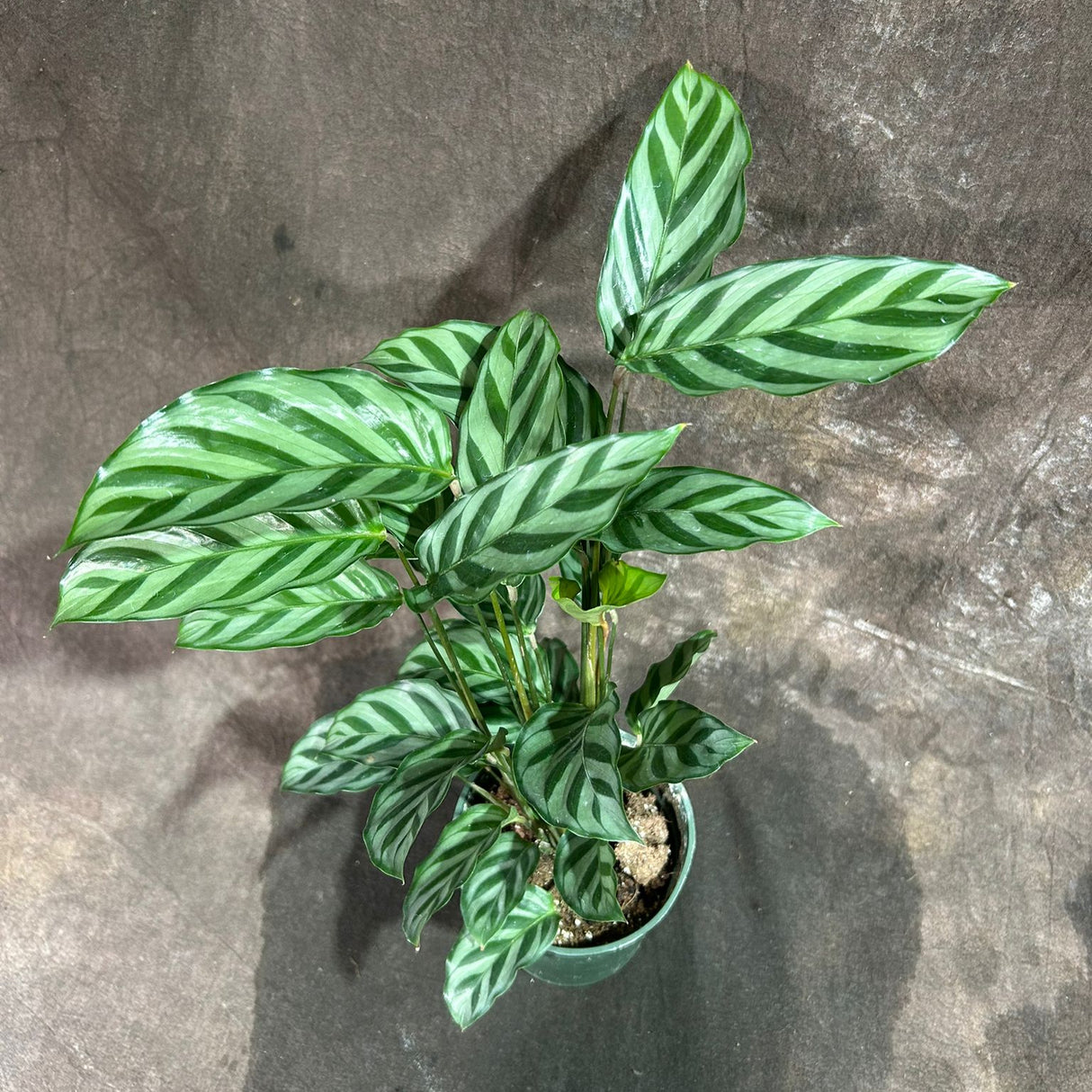 Calathea Freddie in a 4” Grow Pot - Live Calathea - Starter Plant - Air Purifier Houseplant - Easy Care Plant - Low Maintenance Indoor Plant - Pet-Friendly Plant