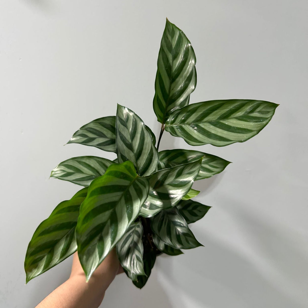 Calathea Freddie in a 4” Grow Pot - Live Calathea - Starter Plant - Air Purifier Houseplant - Easy Care Plant - Low Maintenance Indoor Plant - Pet-Friendly Plant