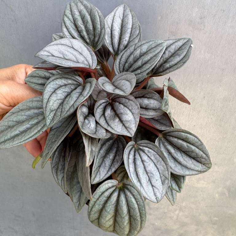 Peperomia ‘Napoli Nights’ in 4" Grow Pot – Compact Live Indoor Houseplant with Silver-Green Foliage – Easy Care & Low Maintenance Houseplant – Air Purifying Plant