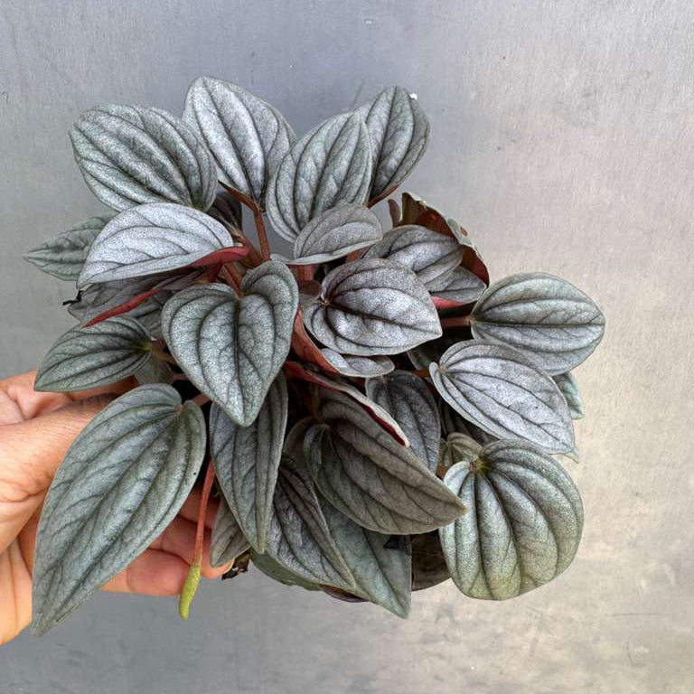 Peperomia ‘Napoli Nights’ in 4" Grow Pot – Compact Live Indoor Houseplant with Silver-Green Foliage – Easy Care & Low Maintenance Houseplant – Air Purifying Plant