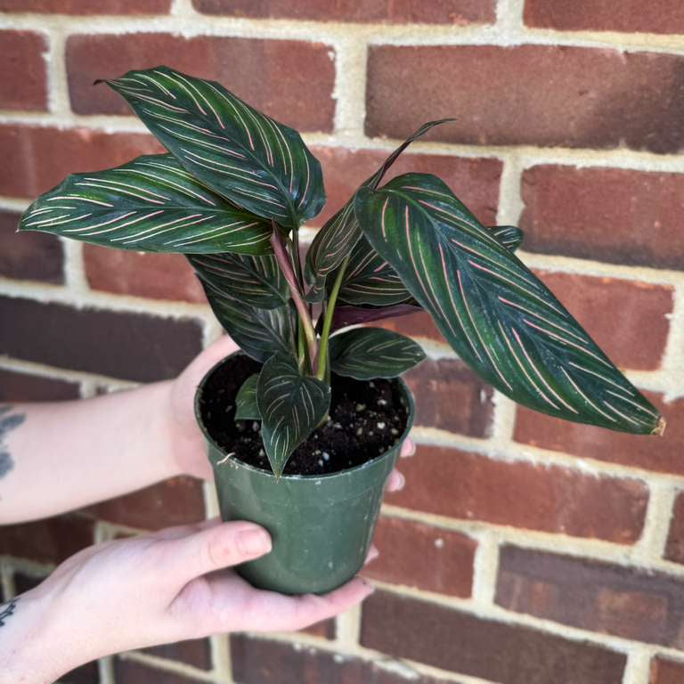 Calathea Ornata Pinstripe in 4" Grow Pot - Calathea Pinstripe Prayer Plant - Easy Care Indoor Houseplant - Live Pink Variegated Maranta Majestica