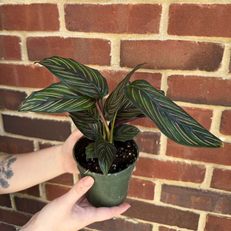 Calathea Ornata Pinstripe in 4" Grow Pot - Calathea Pinstripe Prayer Plant - Easy Care Indoor Houseplant - Live Pink Variegated Maranta Majestica