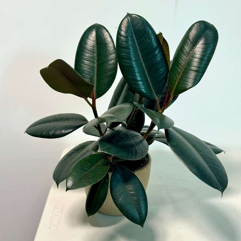 Rubber Tree in 6" Grow Pot - Burgundy Ficus Elastica - Live Indoor Rubber Plant for Home & Office Decor - Low Light Starter Plant for Gift