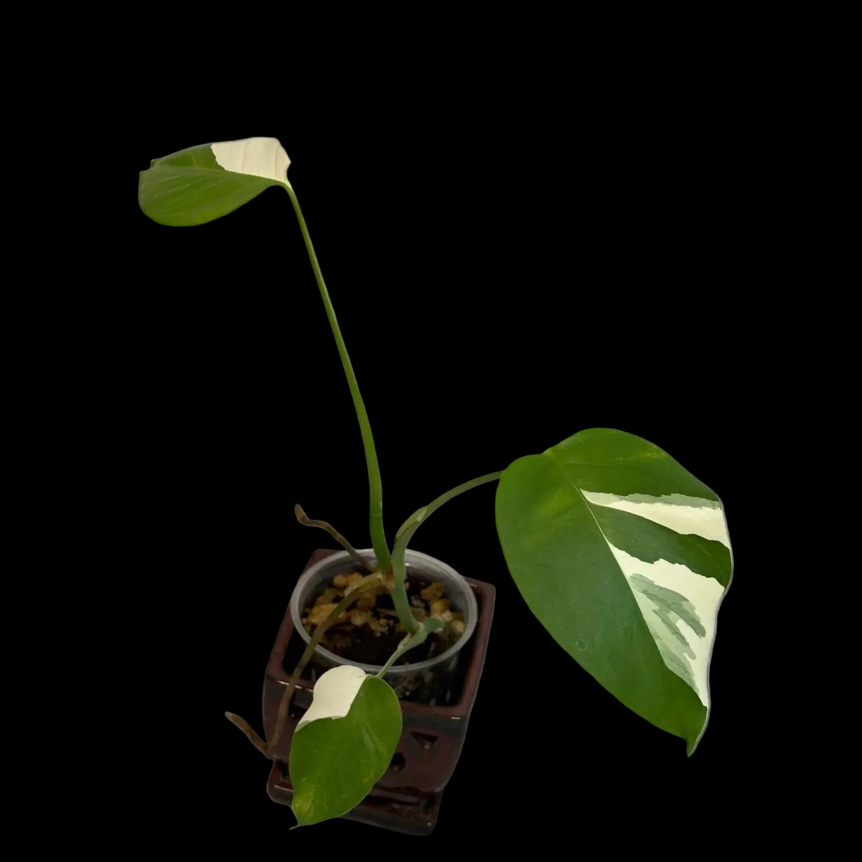 Rare Monstera Albo Variegated