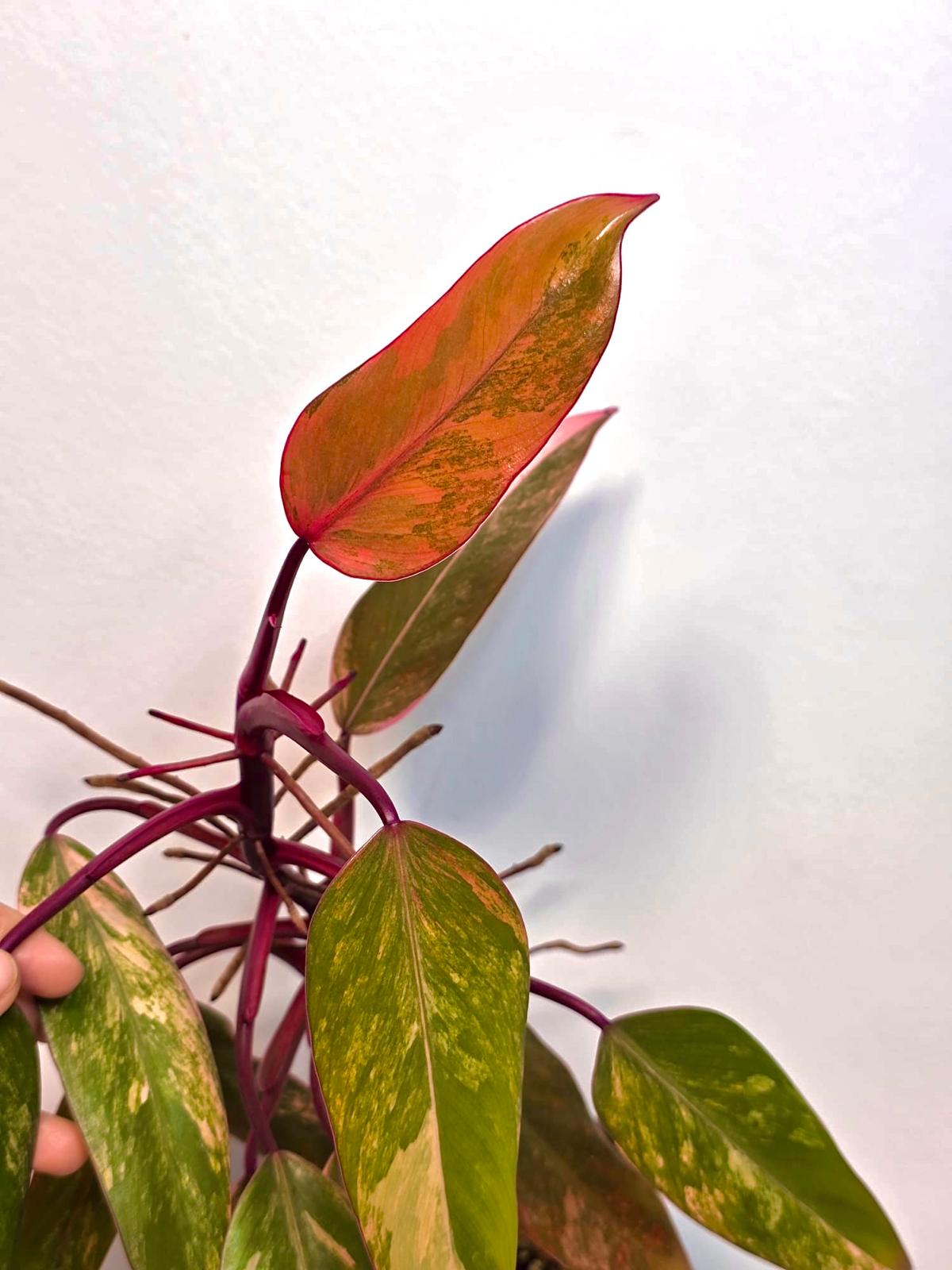 High Variegated Philodendron Strawberry Shake - Rare Pink Collector Plant - Gift Indoor Live Plant - Exact Same Plant - US Seller