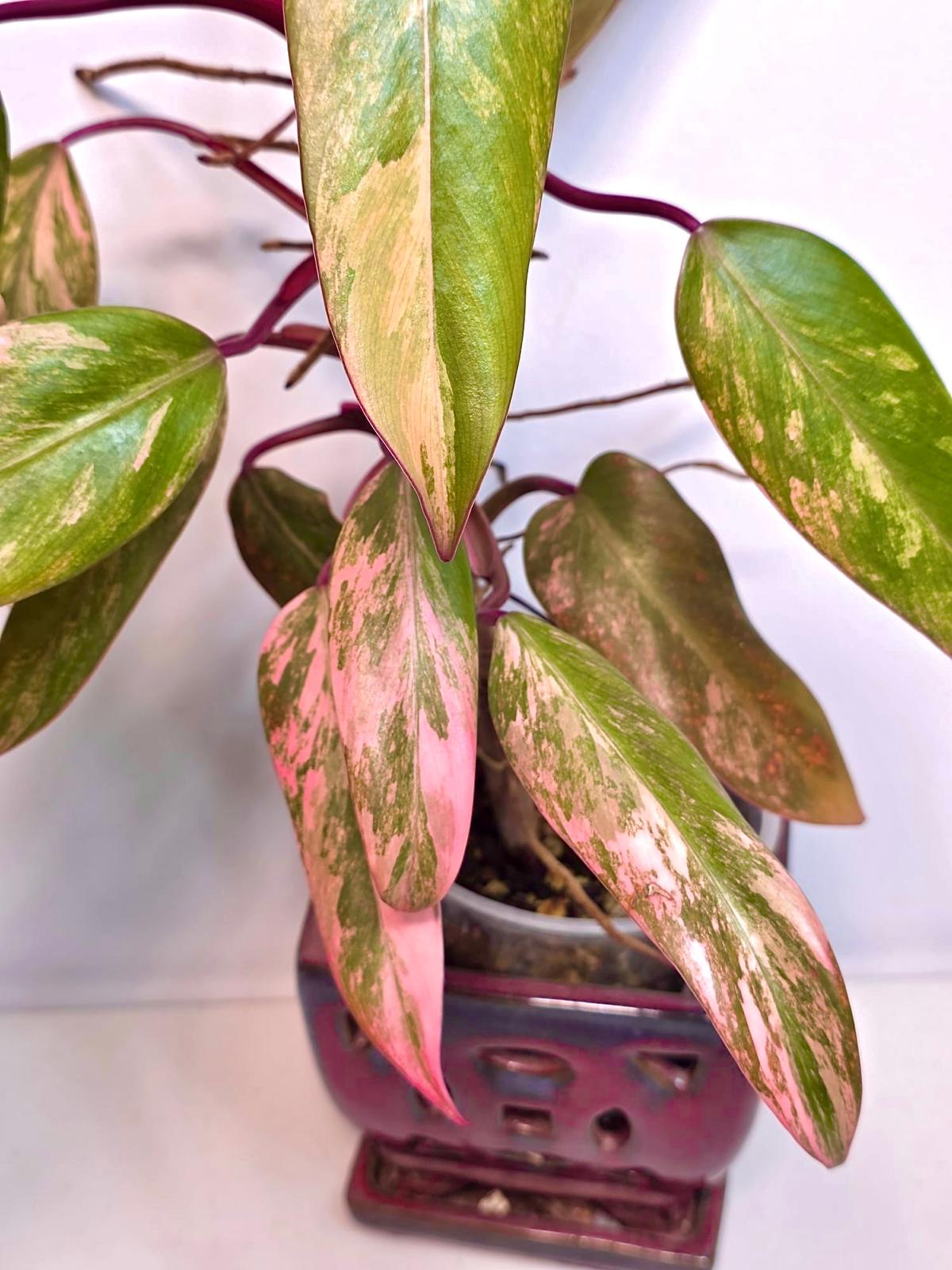 High Variegated Philodendron Strawberry Shake - Rare Pink Collector Plant - Gift Indoor Live Plant - Exact Same Plant - US Seller