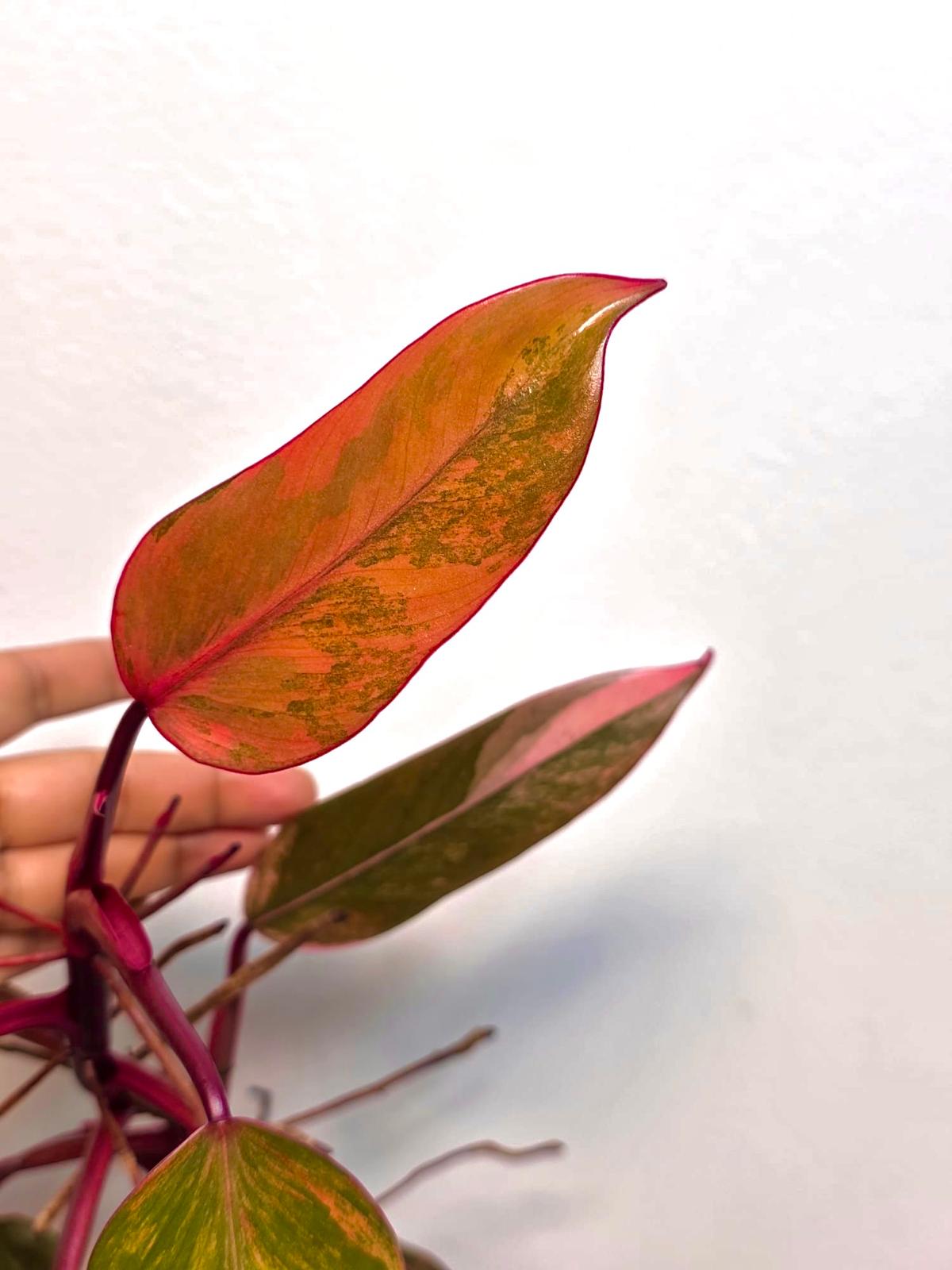 High Variegated Philodendron Strawberry Shake - Rare Pink Collector Plant - Gift Indoor Live Plant - Exact Same Plant - US Seller