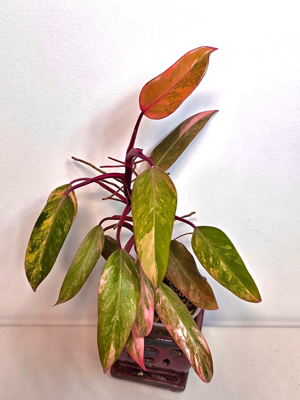 High Variegated Philodendron Strawberry Shake - Rare Pink Collector Plant - Gift Indoor Live Plant - Exact Same Plant - US Seller