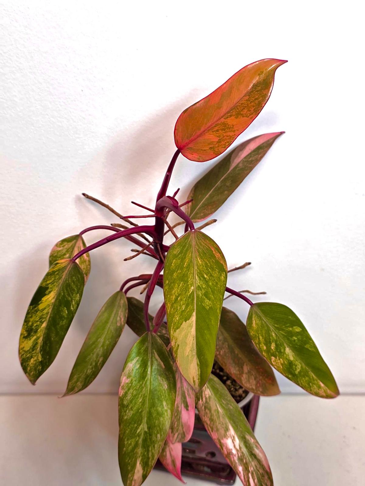 High Variegated Philodendron Strawberry Shake - Rare Pink Collector Plant - Gift Indoor Live Plant - Exact Same Plant - US Seller