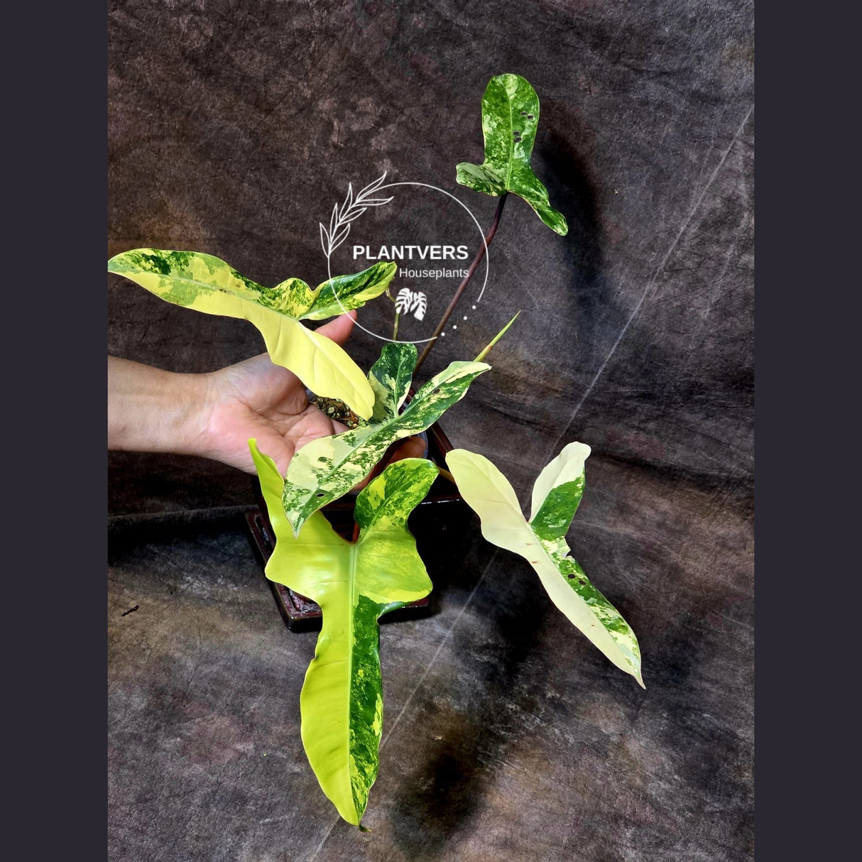 variegated billietiae