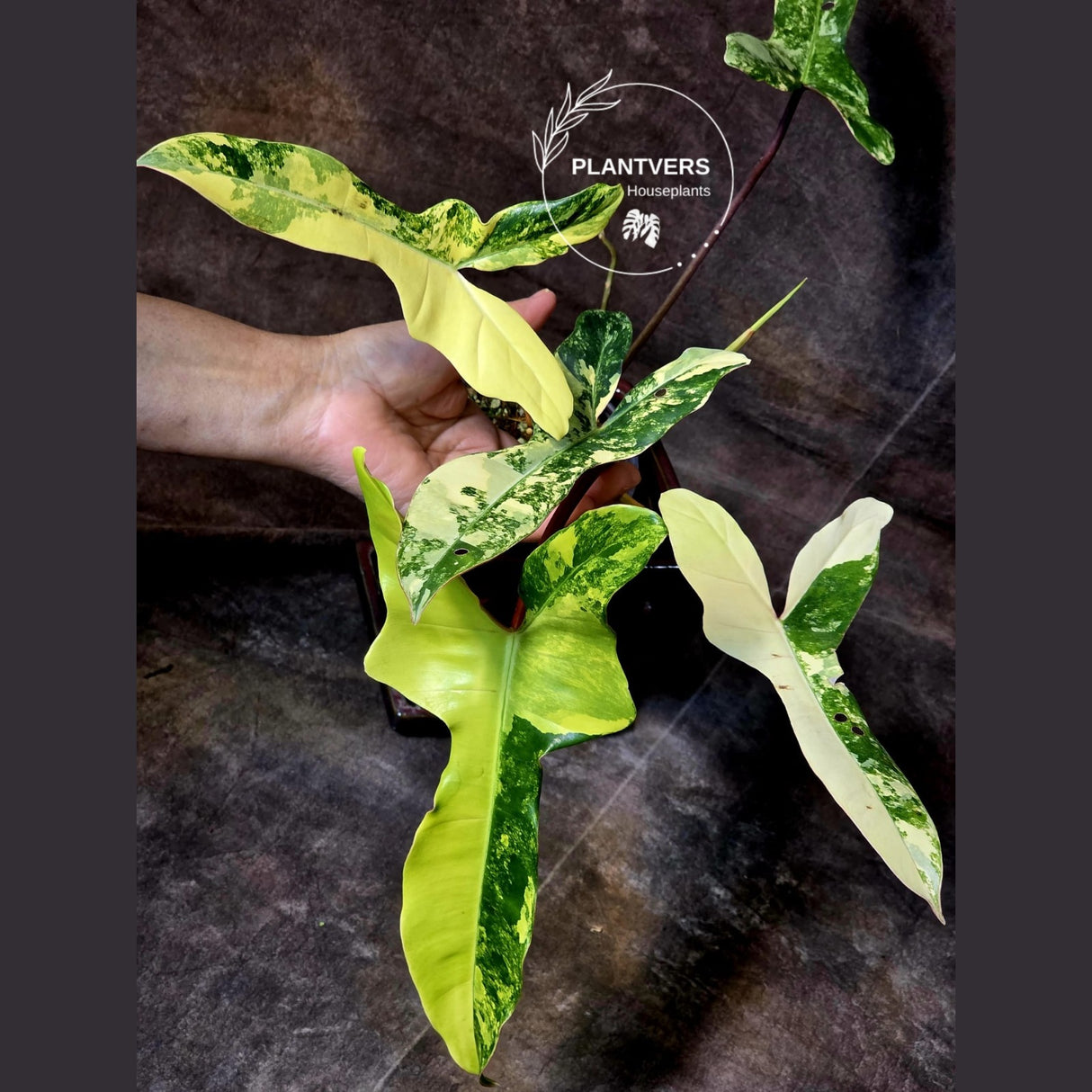 variegated billietia