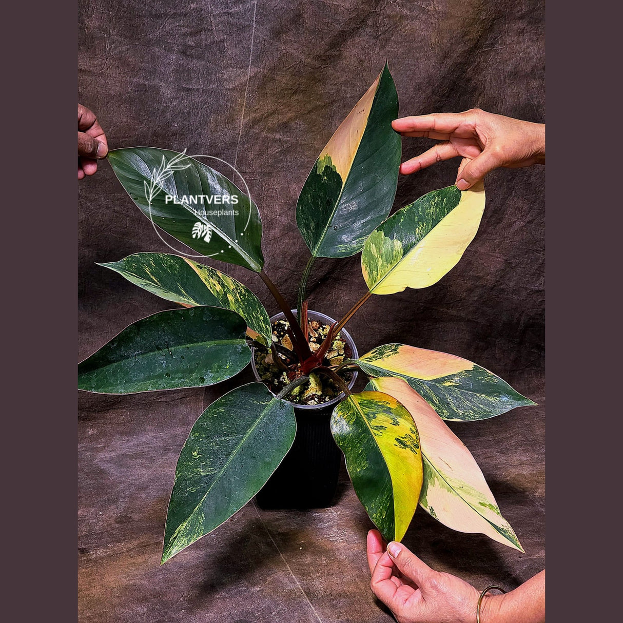 Yellow Congo Philodendron Variegated Live Plant - Super Rare Yellow Congo Indoor - Hard to Come By - Exact Same Plant - US Seller