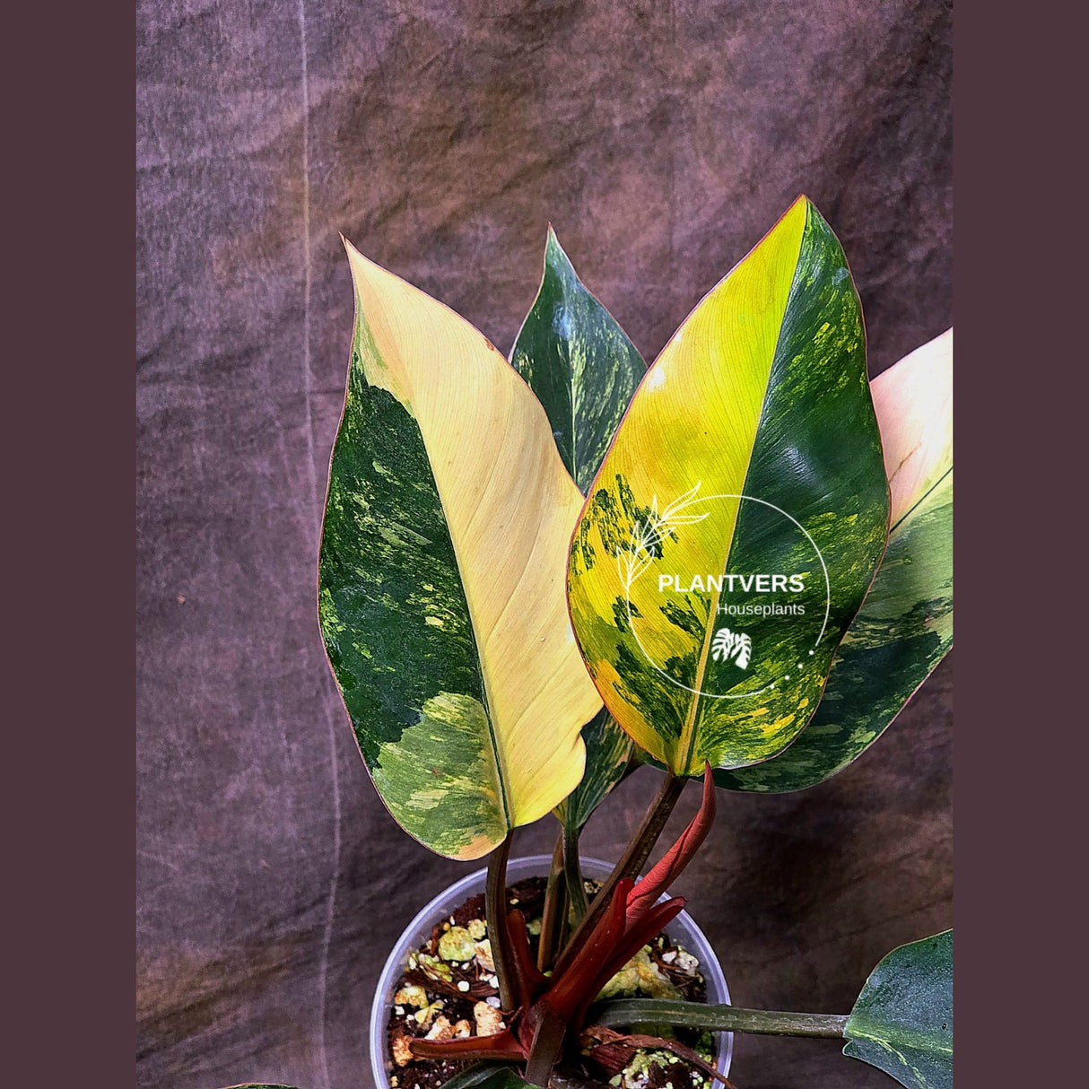 Yellow Congo Philodendron Variegated Live Plant - Super Rare Yellow Congo Indoor - Hard to Come By - Exact Same Plant - US Seller