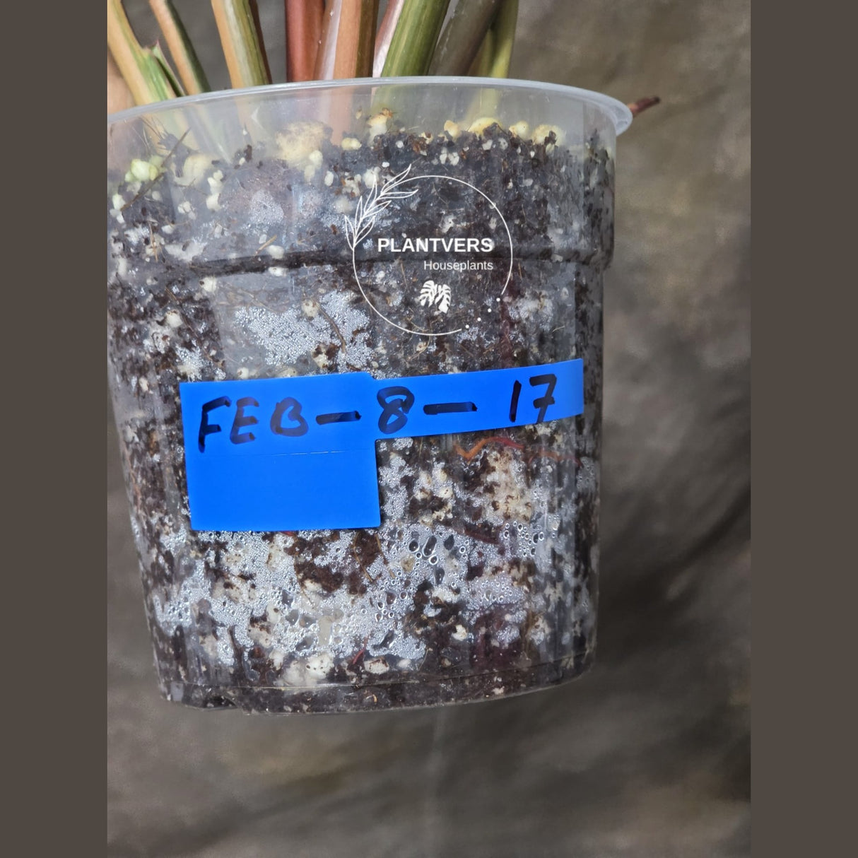 Yellow Congo Philodendron Variegated Live Plant - Super Rare Yellow Congo Indoor - Hard to Come By - Exact Same Plant - US Seller