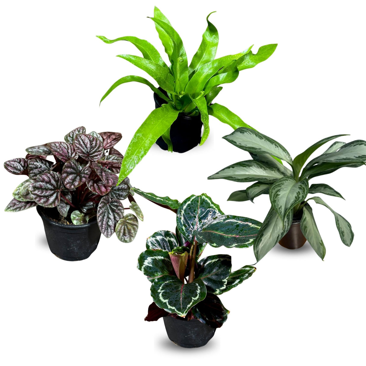 Live Indoor Plant Assortment - Set of 4 in 4” Pots - Mystery Plant Bundle Box - Monstera, Snake Plant, ZZ & More - Easy Care Low Light Houseplants