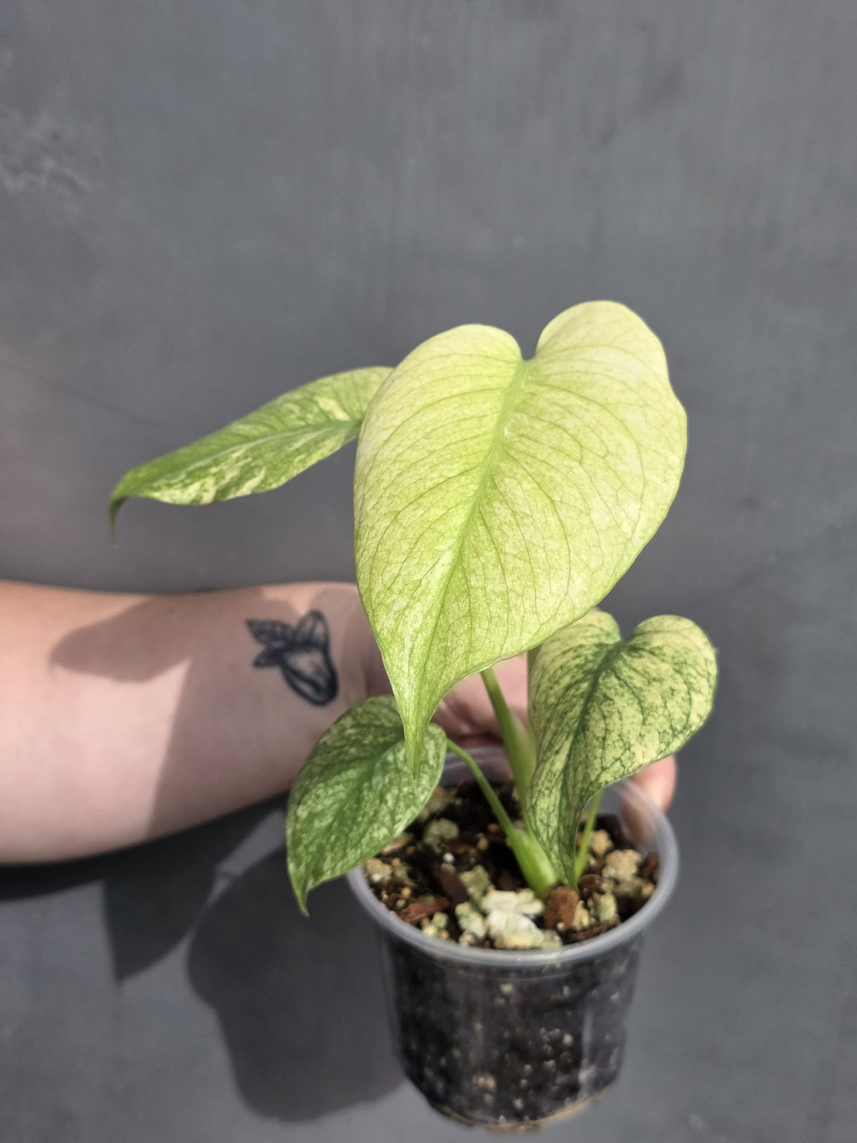 Monstera Mint Plant