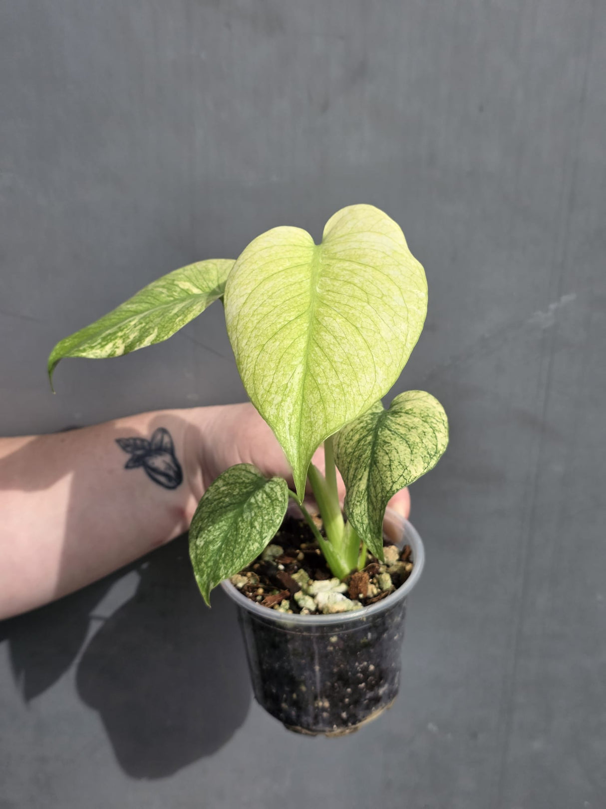 Variegated Live Plant