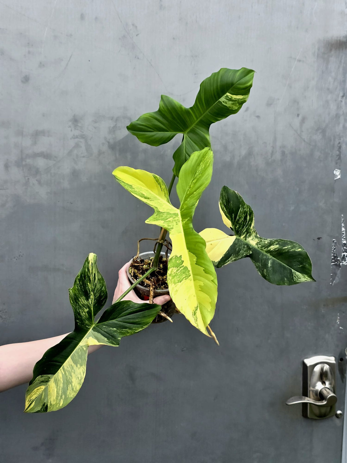 Philodendron Florida Beauty x Paraiso Verde in a Nursery Pot - Variegation Super Rare Collector EXACT Plant - Gift Plant - US Seller