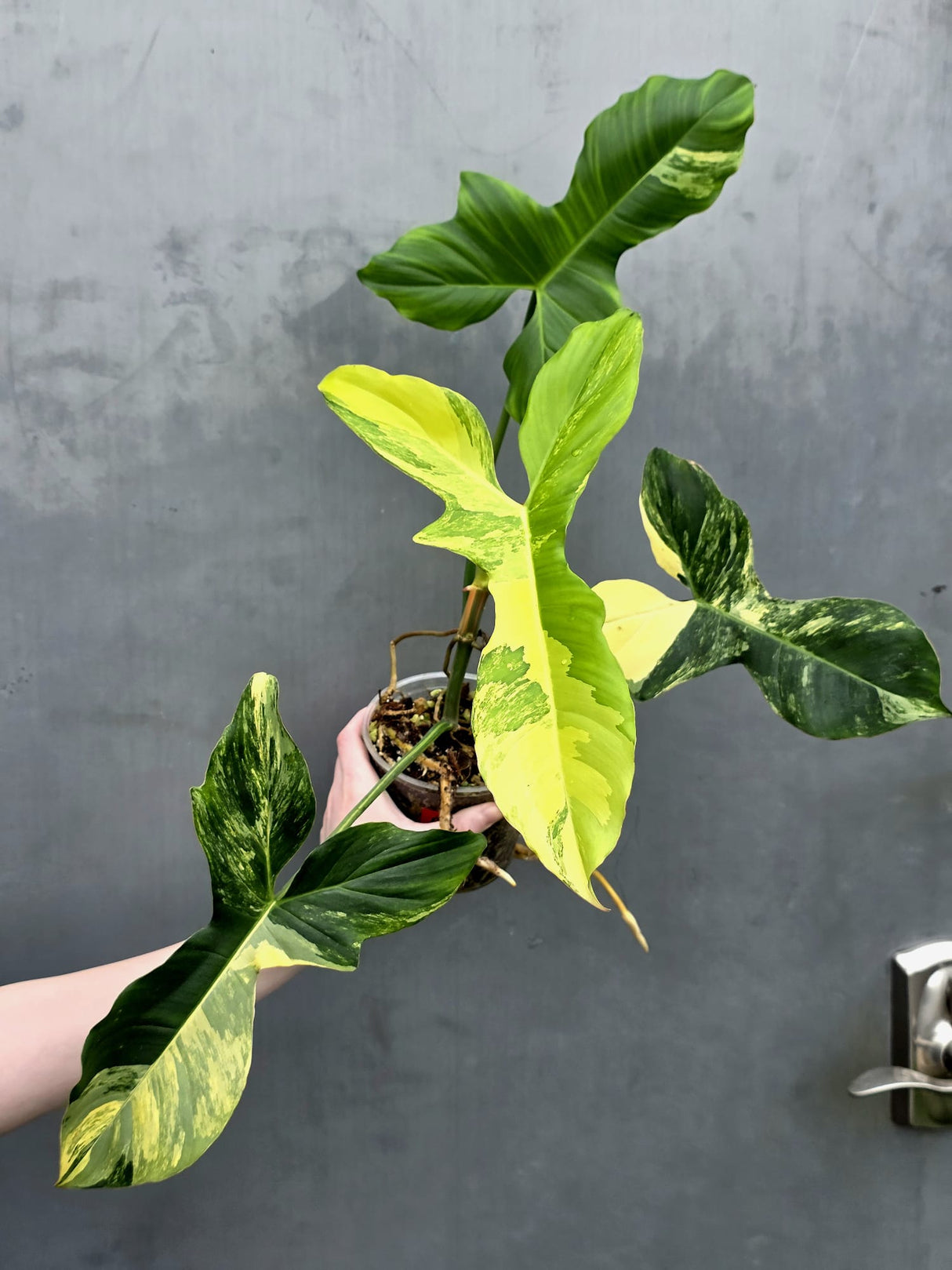 Philodendron Florida Beauty x Paraiso Verde in a Nursery Pot - Variegation Super Rare Collector EXACT Plant - Gift Plant - US Seller