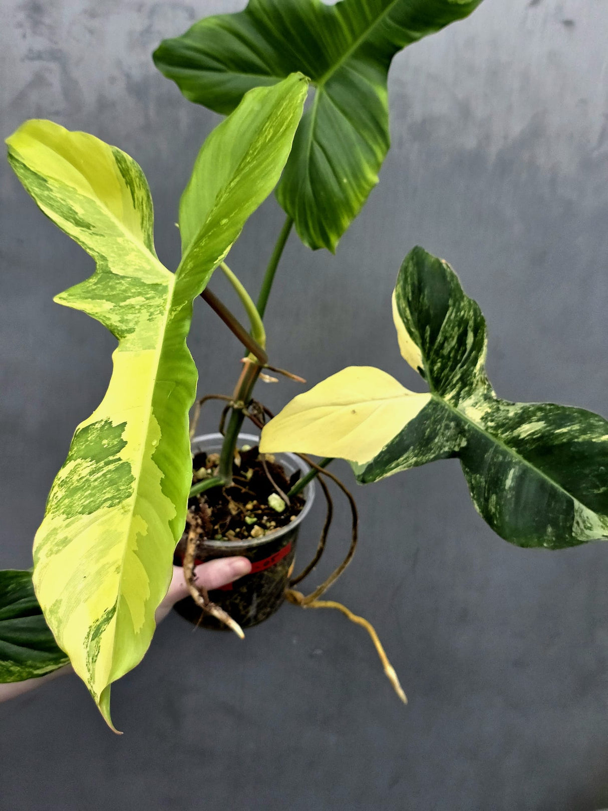 Philodendron Florida Beauty x Paraiso Verde in a Nursery Pot - Variegation Super Rare Collector EXACT Plant - Gift Plant - US Seller