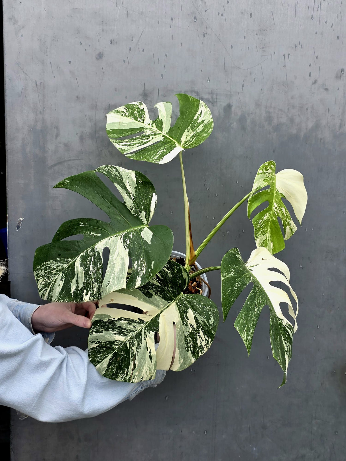 Rare Variegated Monstera Albo - White Albo Borsigiana Mature EXACT Plant - Large Form - US Seller