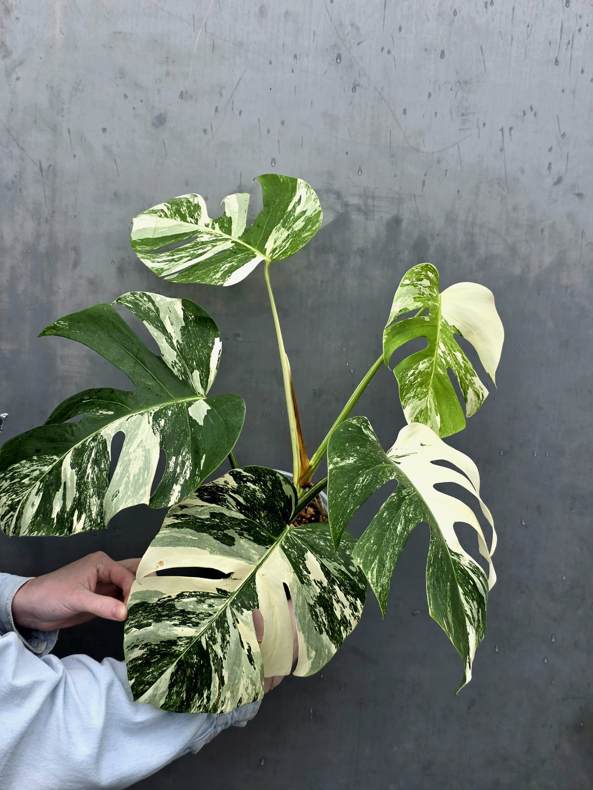 Rare Variegated Monstera Albo - White Albo Borsigiana Mature EXACT Plant - Large Form - US Seller