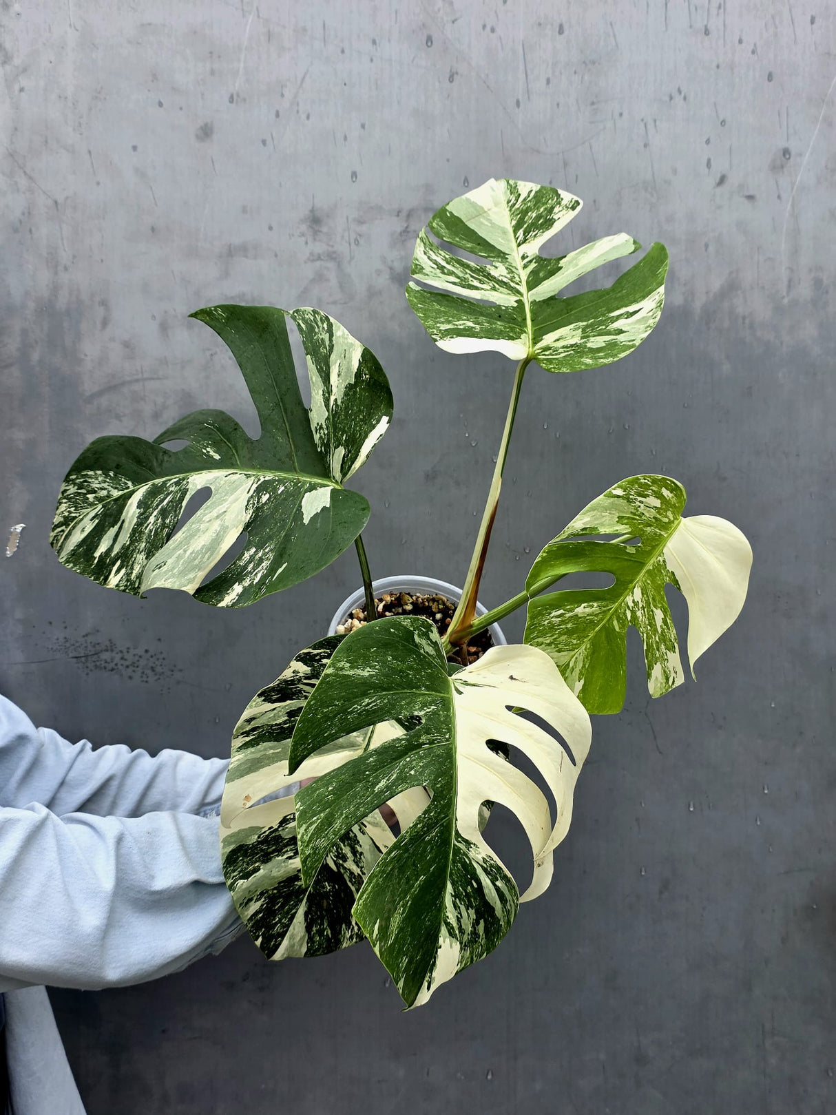 Rare Variegated Monstera Albo - White Albo Borsigiana Mature EXACT Plant - Large Form - US Seller
