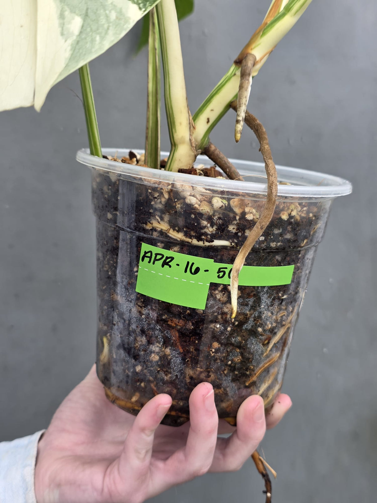 Rare Variegated Monstera Albo - White Albo Borsigiana Mature EXACT Plant - Large Form - US Seller