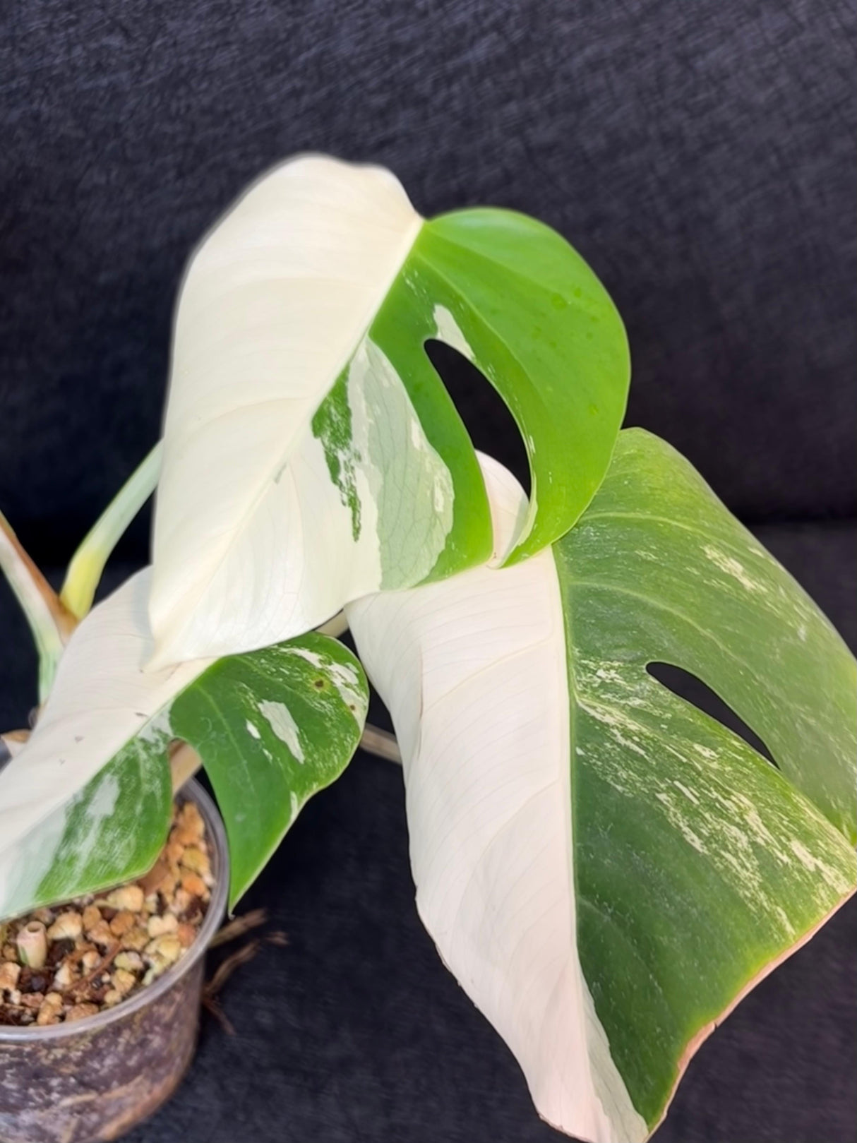 Rare Variegated Monstera Albo Half-Moon Leaf Plant - White Albo Borsigiana Plant - EXACT Plant - US Seller