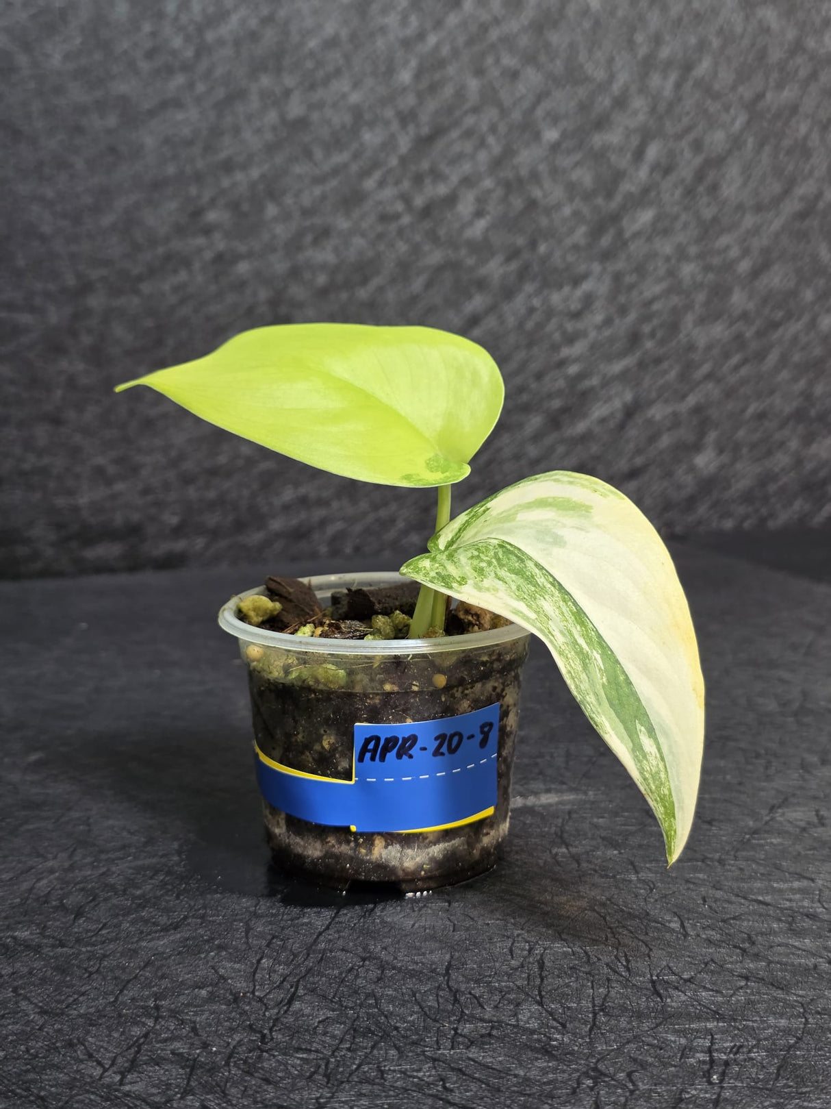 Scindapsus Jade Satin Variegated - Rare Tropical Plant - EXACT Plant - US Seller