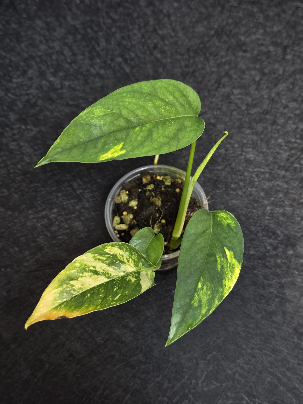 RARE Variegated Epipremnum Pinnatum Albo - Exact SAME Plant - US Seller