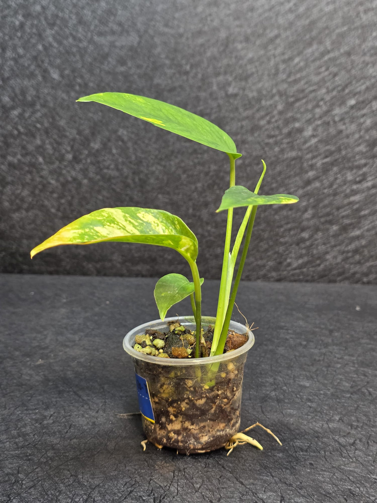 RARE Variegated Epipremnum Pinnatum Albo - Exact SAME Plant - US Seller
