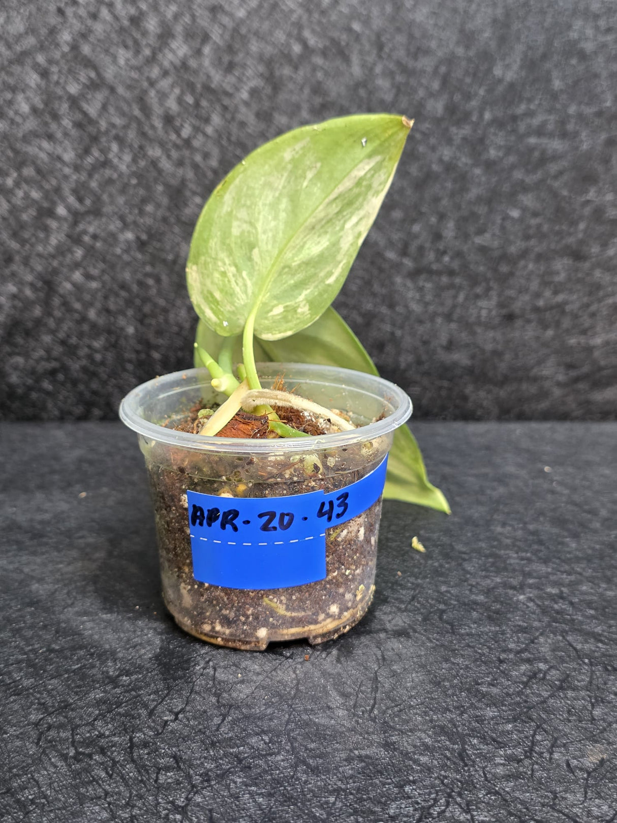 Scindapsus Jade Satin Variegated Plant - Rare Tropical - EXACT Plant - US Seller