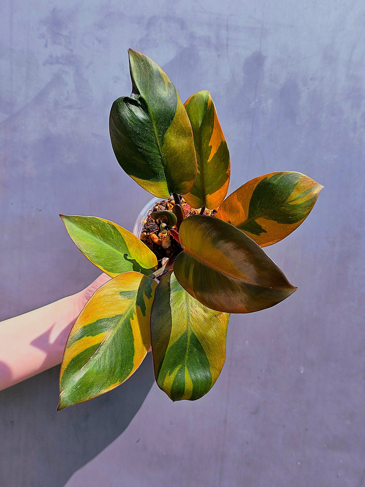 variegated rare